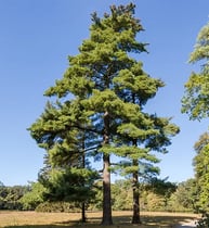 Eastern-white-pine