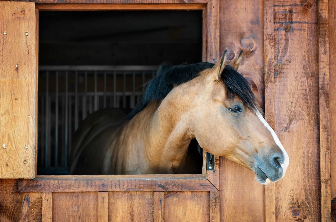 barn vs stable