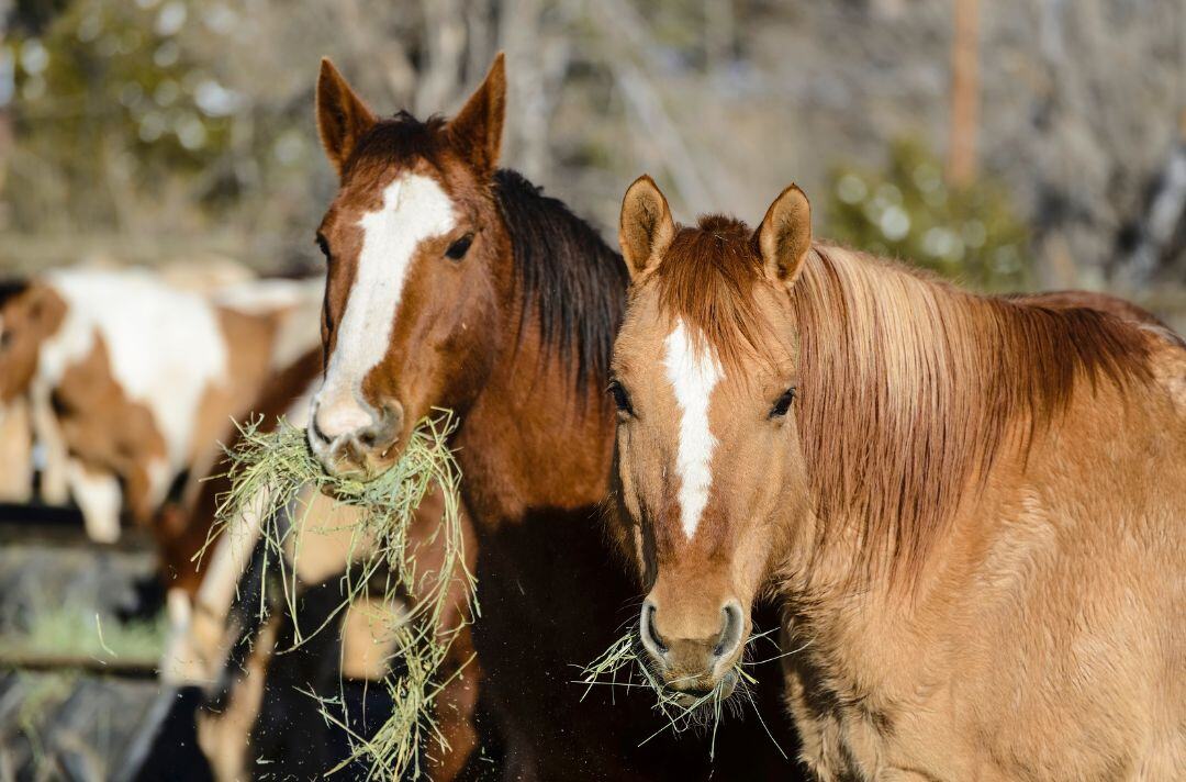 how much does it cost to feed a horse